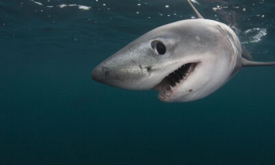 Sharks: Fascinating Predators of the Ocean