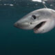 Sharks: Fascinating Predators of the Ocean