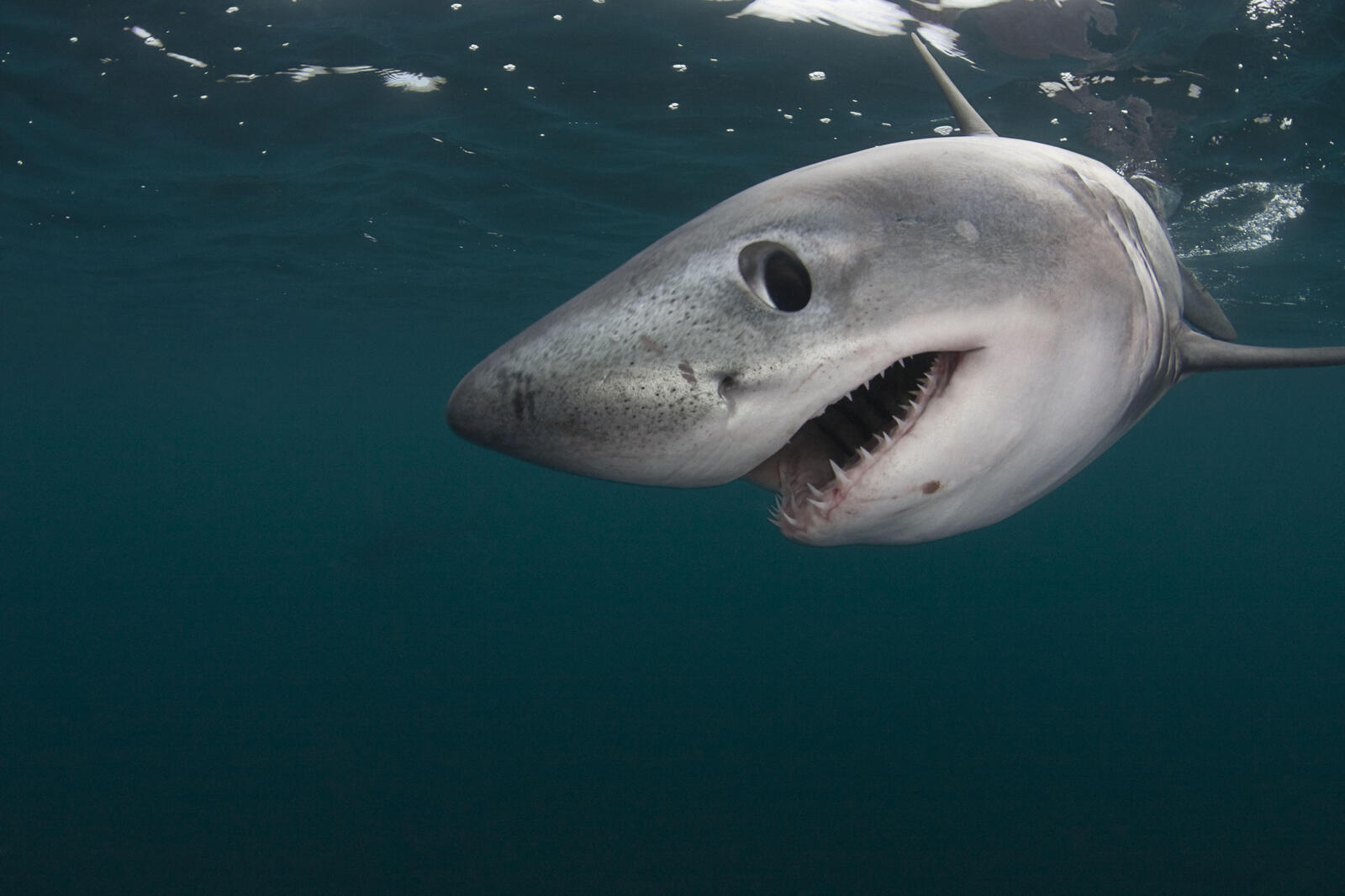 Sharks: Fascinating Predators of the Ocean