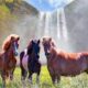 BK Horse: A Complete Guide to History, Breeds, Care, and Riding