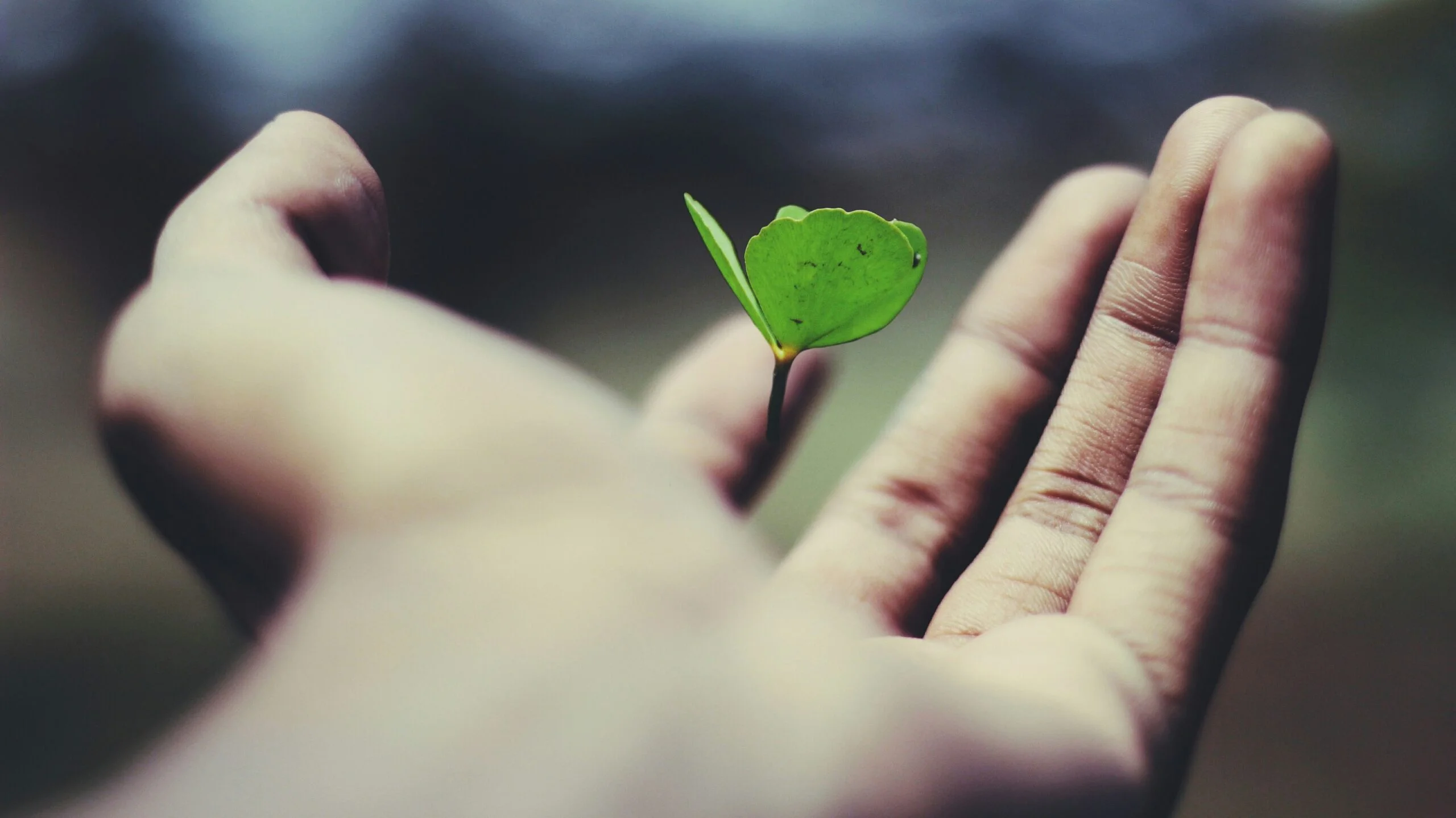 Sosoactive: The Platform Transforming Online Social Interaction