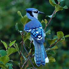 Blue Jays: Photography Tips for Avian Lovers