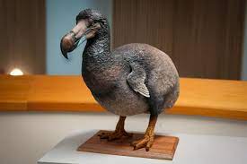 Dodo: What History Can Teach Us About Conservation