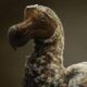 Dodo: A Journey Through Time with the Iconic Flightless Bird