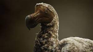 Dodo: A Journey Through Time with the Iconic Flightless Bird