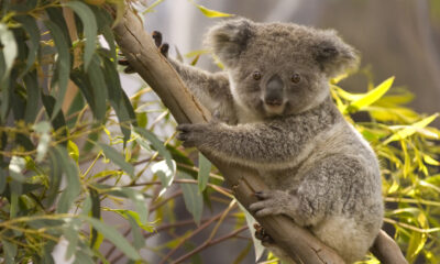 Drop Bear: How a Simple Joke Became an Iconic Tale