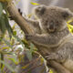 Drop Bear: How a Simple Joke Became an Iconic Tale