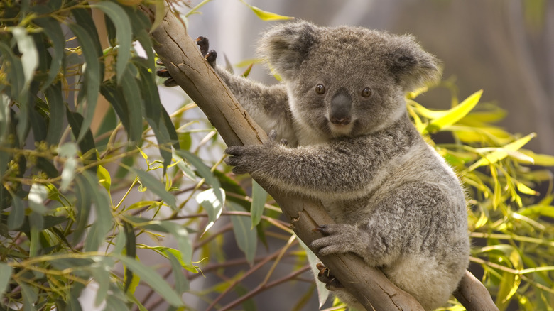 Drop Bear: How a Simple Joke Became an Iconic Tale