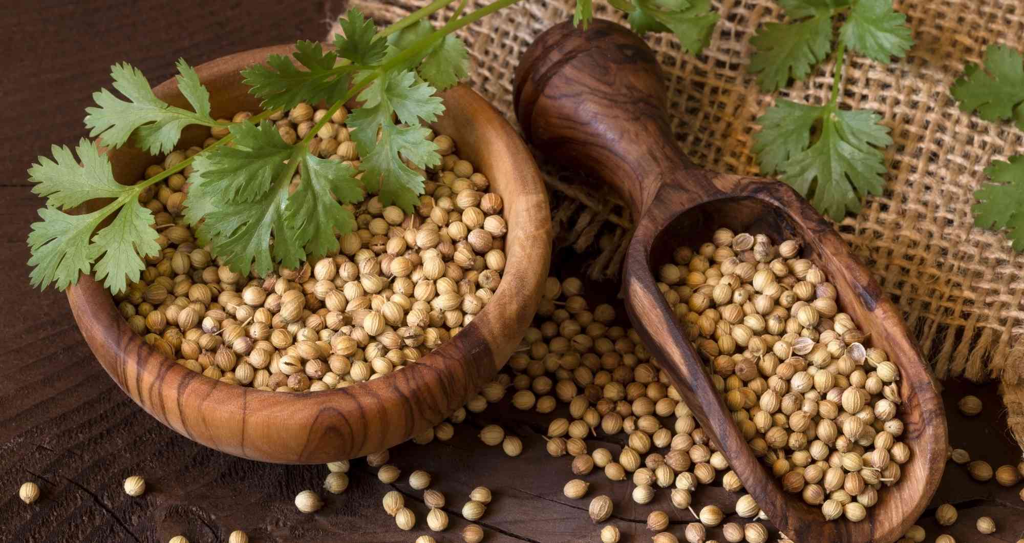 Koriandri: The Herb That Elevates Your Culinary Experience