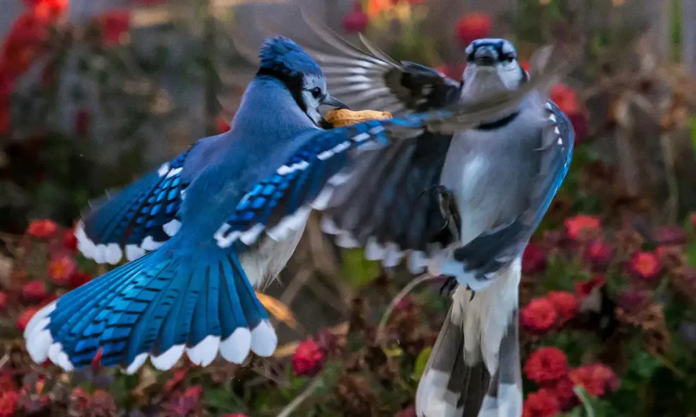 Blue Jays: Nature’s Vibrant Songbirds