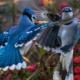Blue Jays: Nature’s Vibrant Songbirds