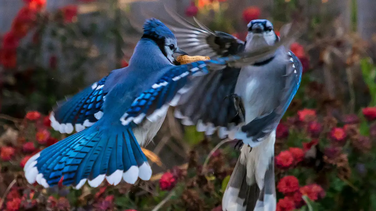 Blue Jays: Nature’s Vibrant Songbirds