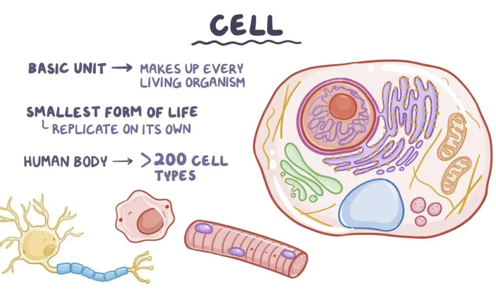 Cellulogia: How Cells Interact and Function in Living Organisms