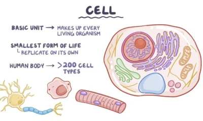 Cellulogia: How Cells Interact and Function in Living Organisms