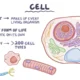 Cellulogia: How Cells Interact and Function in Living Organisms