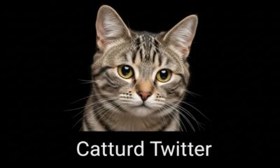 Catturd Twitter: The Rise of a Feline Meme Phenomenon