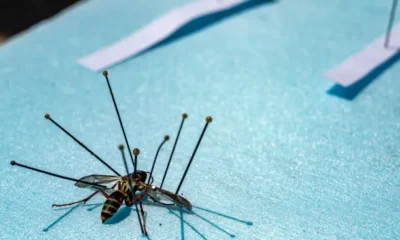 Insetprag: How It’s Shaping Modern Practices