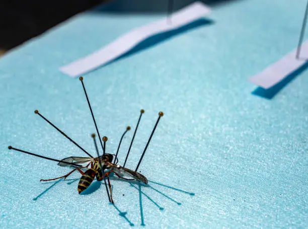 Insetprag: How It’s Shaping Modern Practices