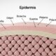 Cellulogia: The Science Behind Skin Texture