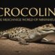 Crocolini: The Fascinating World of Miniature Crocodiles