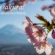 Cherrysakura: Why This Blossom Captivates Hearts Worldwides