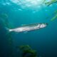 Masago: Why This Fish Roe Is a Superfood