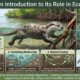 Dolfier: An Introduction to Its Role in Ecosystems